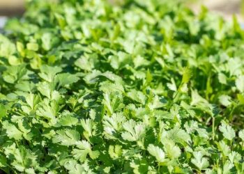 Tumbuh di Indonesia, Daun Ini Memiliki Manfaat Kesehatan yang Mengagumkan