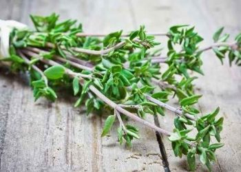 Daun Istimewa Indonesia Diminati Jepang dan Belanda