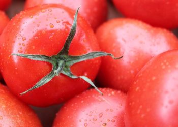 Apa yang Terjadi Jika Mengonsumsi Tomat Setiap Hari? Ini Faktanya