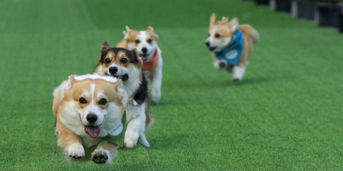 Anjing Corgi Lucu Beradu Cepat di Kompetisi Internasional