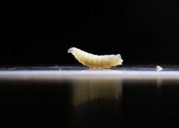 Hewan Ternak Meksiko Terkena Wabah Ulat Pemakan Daging