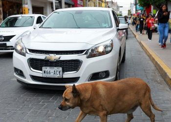 Anjing Liar di Trotoar Ini Mendapatkan Bintang 5 di Google Maps