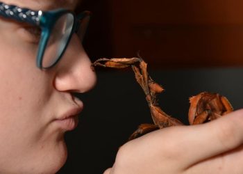 Serangga Tongkat Raksasa Terberat Ditemukan di Australia oleh Peneliti