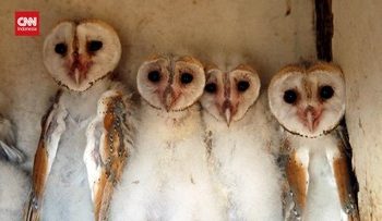 Ilmuwan Inggris Memanfaatkan AI untuk Konservasi Burung Hantu