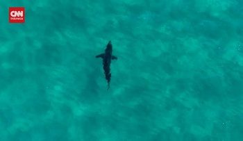 Hiu Memangsa Papan Peselancar di Australia