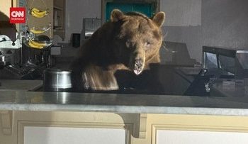 Camilan Manis Beruang Mengunjungi Toko Es Krim di El Dorado