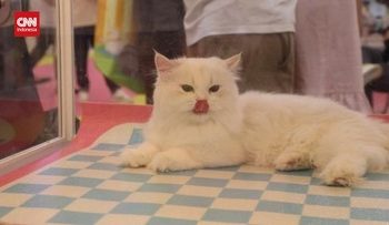 Pameran Teknologi Hewan Peliharaan di China yang Menarik untuk Dilihat