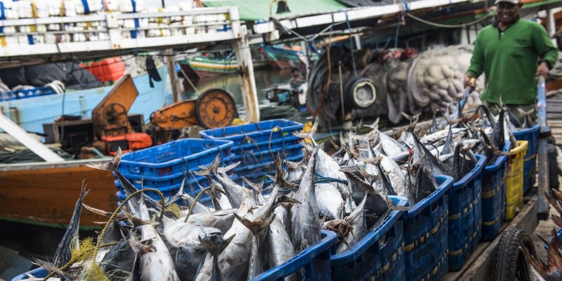 5 Ikan Aman untuk Penderita Kolesterol dan Asam Urat