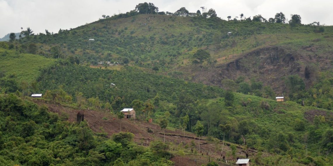 Studi Menunjukkan 6000 Orang di Indonesia Meninggal Karena Deforestasi