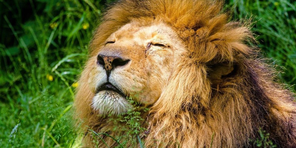 5 Singa Serang dan Bunuh Petugas Safari Kini Diperkurung