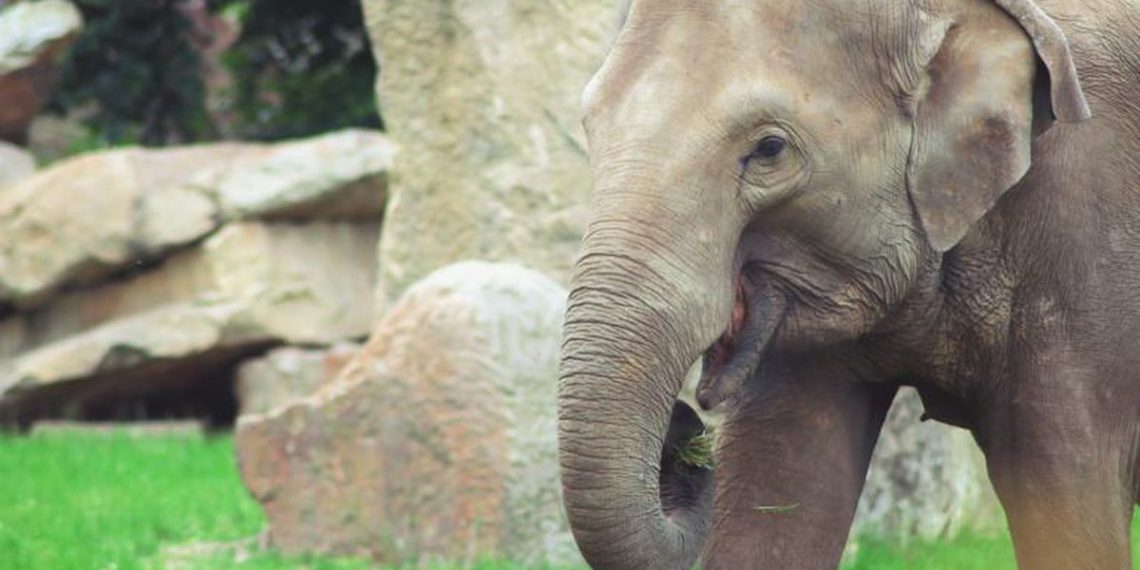 Turis Dikritik Setelah Menuangkan Bir ke Belalai Gajah