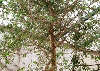 Ahli Kembangkan Pohon Alkitab dari Biji Misterius yang Berusia 1000 Tahun