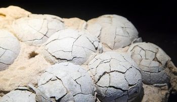 Fosil Telur Dinosaurus Berusia 86 Juta Tahun Ditemukan di Tiongkok