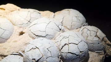 Fosil Telur Dinosaurus Berusia 86 Juta Tahun Ditemukan di Tiongkok