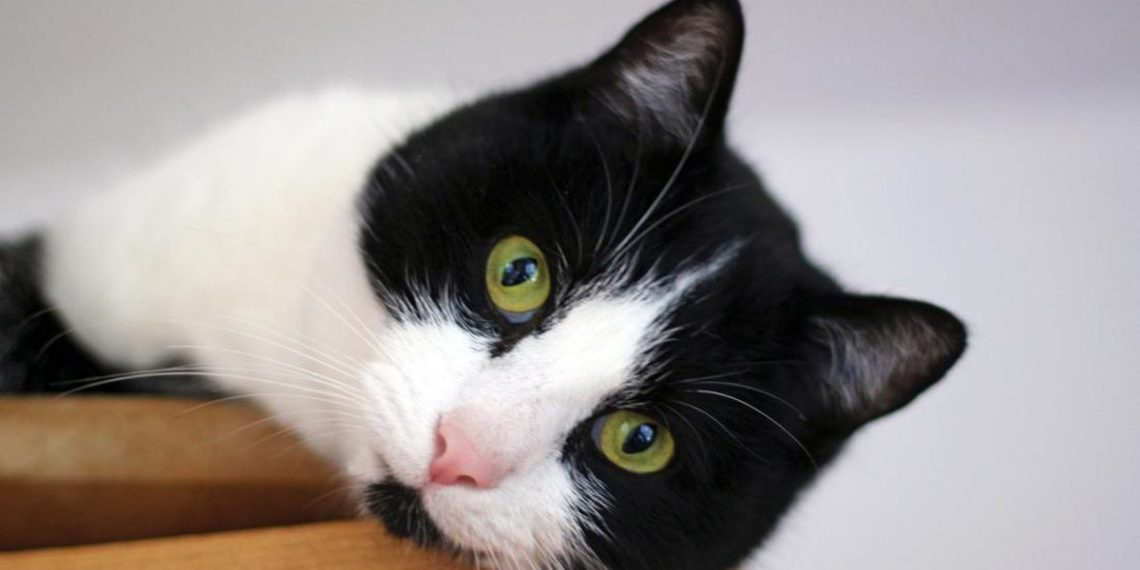 Cara Pembiakan Kucing dan Prosesnya yang Harus Diketahui