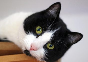 Cara Pembiakan Kucing dan Prosesnya yang Harus Diketahui