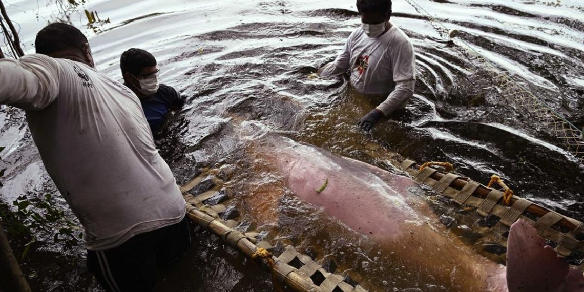 Menyelamatkan Lumba-lumba Pink di Sungai Amazon dari Ancaman Kepunahan