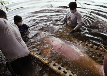 Menyelamatkan Lumba-lumba Pink di Sungai Amazon dari Ancaman Kepunahan