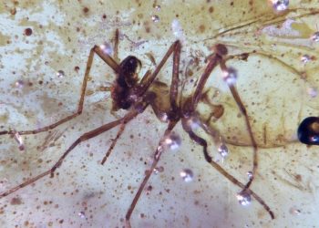 Melihat Amber dengan Serangga Berusia 112 Juta di Amazon