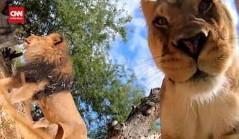 Momen Singa Bermain dengan CCTV menunjukan Area Dalam Mulutnya