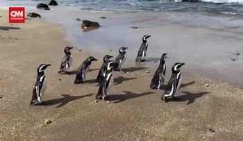 Sembilan Penguin Magellan Dilepas ke Pantai Chile