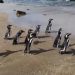 Sembilan Penguin Magellan Dilepas ke Pantai Chile