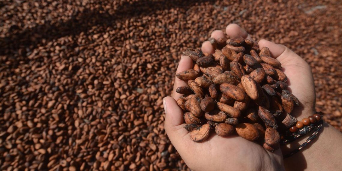 Ragam Kakao Dunia dari Criollo hingga Forastero yang Perlu Diketahui