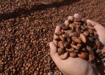 Ragam Kakao Dunia dari Criollo hingga Forastero yang Perlu Diketahui