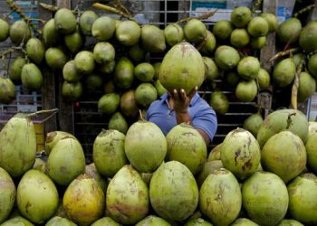 Golongan Manusia yang Dilarang Minum Air Kelapa, Apakah Anda Salah Satunya?