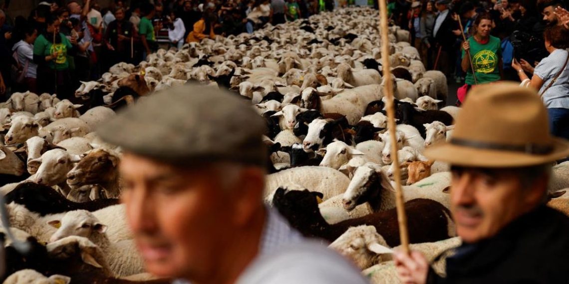 Ribuan Domba Serbu Madrid Melalui Jalur Penggembalaan Kuno