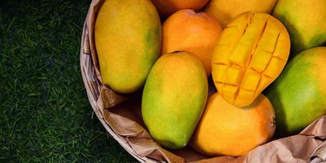 7 Tips Memilih Buah Mangga Manis Tanpa Hanya Dipegang