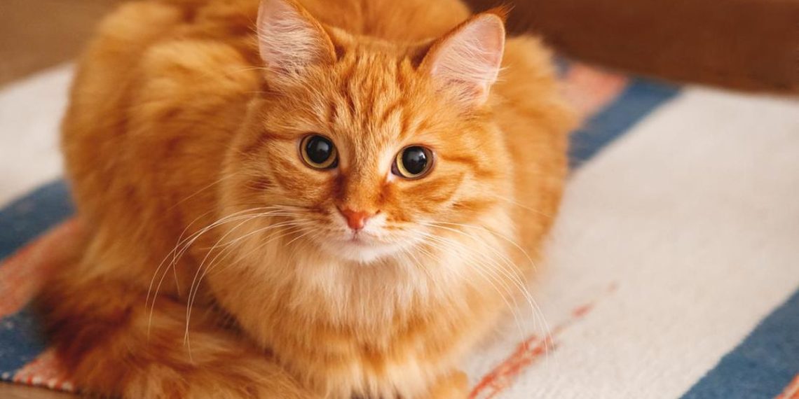 Kucing Oren Depan FX Viral Jadi Destinasi Wisata Bintang Lima di Google