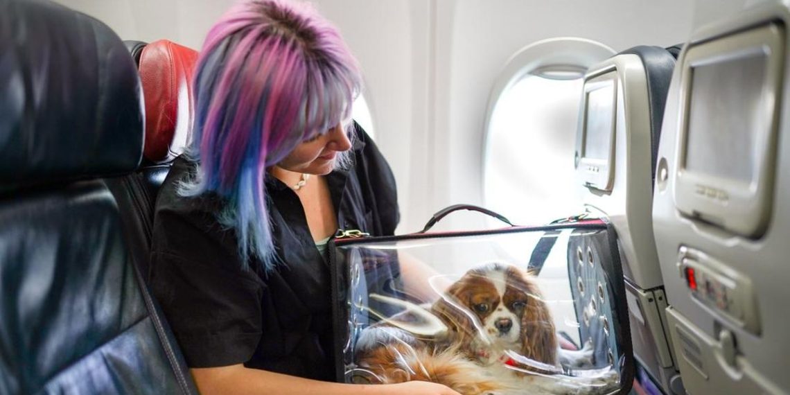 Maskapai Pertama di Australia Izinkan Anjing dan Kucing Masuk Kabin