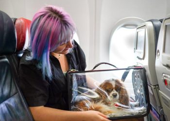 Maskapai Pertama di Australia Izinkan Anjing dan Kucing Masuk Kabin