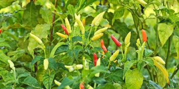Cara Menanam Cabai agar Cepat Berbuah dengan Mudah