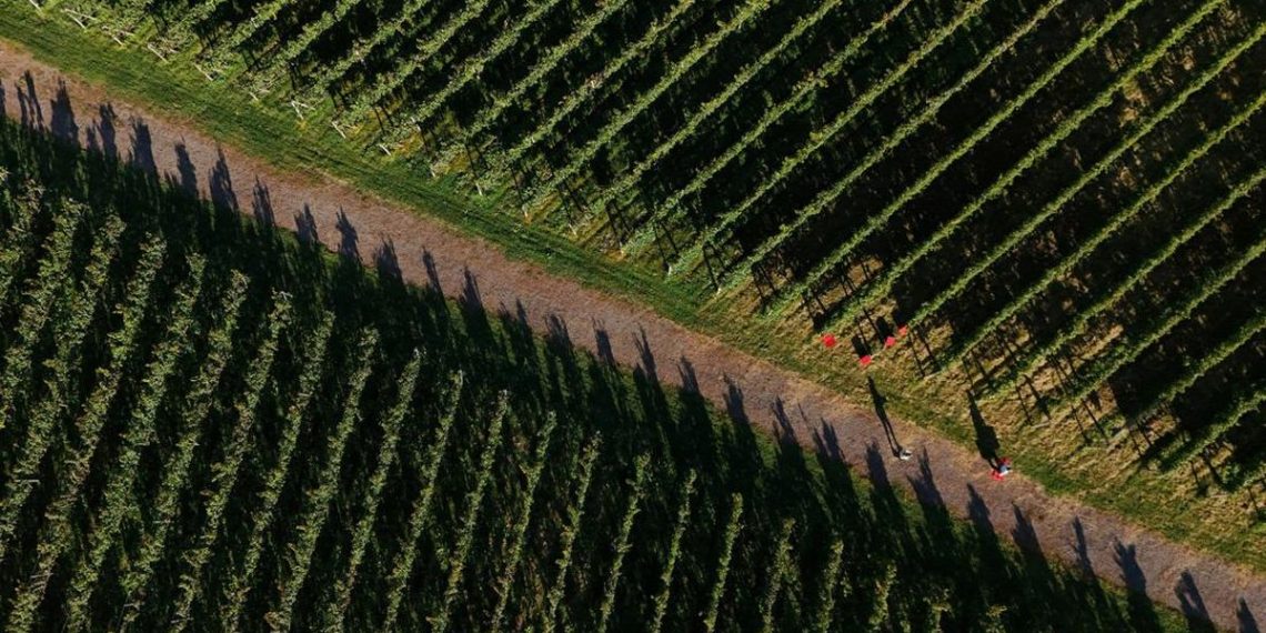 Krisis Iklim Mengganggu Petani Anggur di Jepang