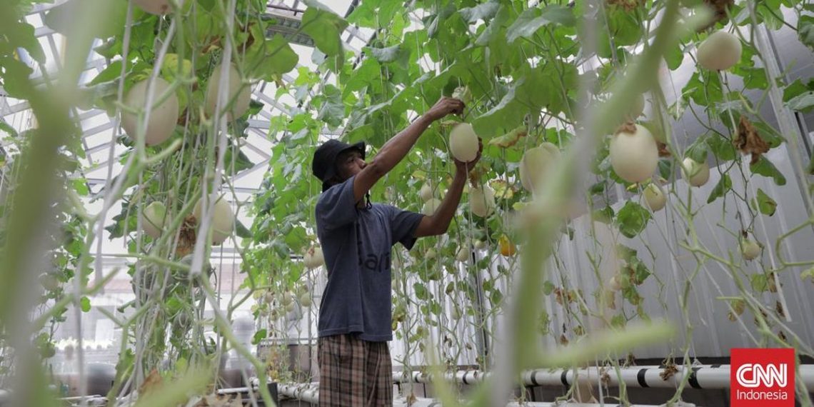 Pemulihan Pemulung melalui Kebun Melon Hidroponik yang Berkelanjutan