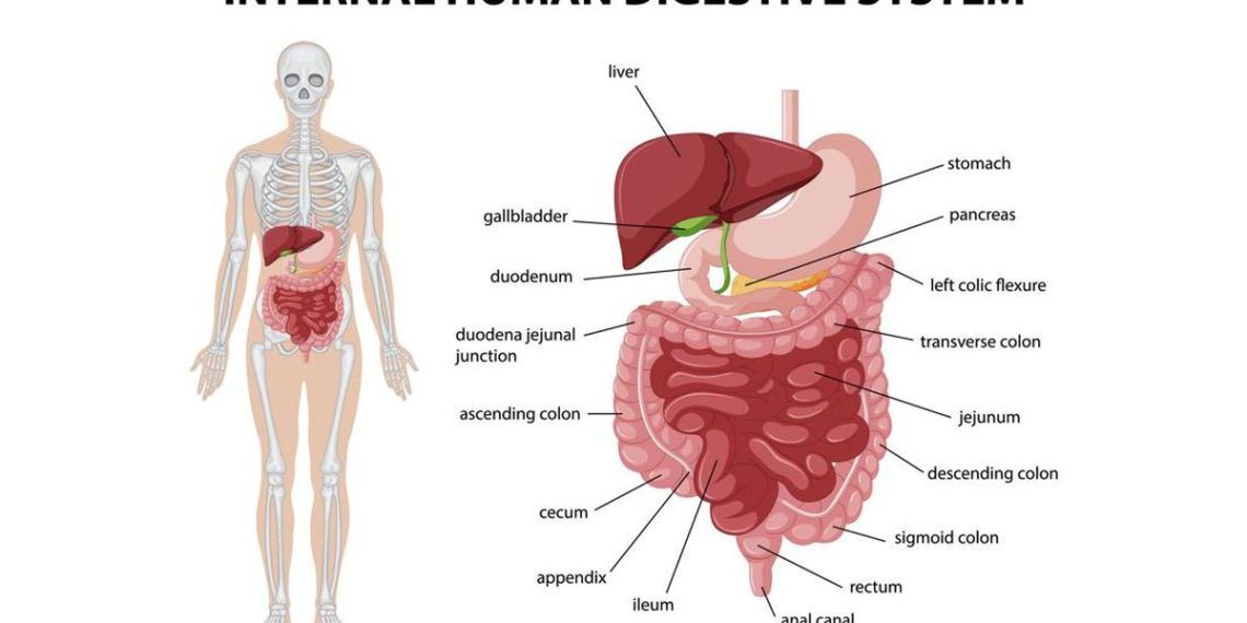 Sistem Organ dalam Tubuh Manusia: Jenis, Bagian, dan Fungsinya