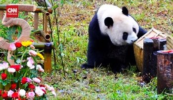 Perayaan Meriah Ulang Tahun Kelima Panda Qin Hua di China
