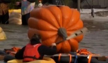 Lomba Perahu Dayung Menggunakan Labu Raksasa di Kasterlee Belgia