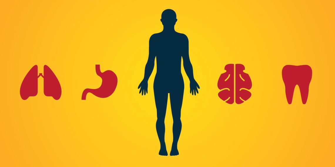 Organ Tubuh Terbesar yang Dimiliki Manusia dan Fungsinya