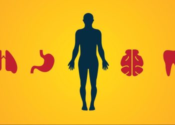 Organ Tubuh Terbesar yang Dimiliki Manusia dan Fungsinya