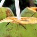 8 Kelompok Orang yang Perlu Berhati-hati saat Mengonsumsi Air Kelapa