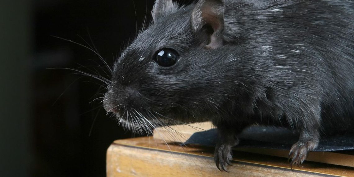 Bahaya Kotoran Tikus di Rumah yang Dapat Menyebabkan Penyakit