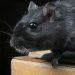 Bahaya Kotoran Tikus di Rumah yang Dapat Menyebabkan Penyakit