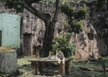 Kelakar Pramono Lepaskan Harimau Ragunan jika Berani Mengambil Pakannya