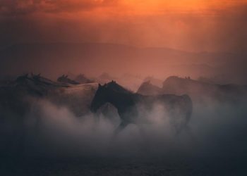 8 Mitos Hewan di Indonesia yang Perlu Kamu Ketahui