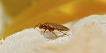 Kapal Layar Digugat Penumpang karena 30 Kali Digigit Kutu Kasur