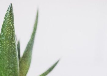 8 Makanan Kaya Kolagen untuk Mencegah Penuaan Dini Terbukti Efektif