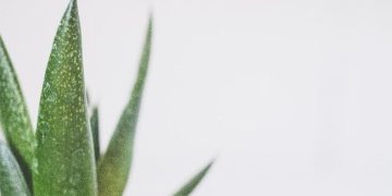 8 Makanan Kaya Kolagen untuk Mencegah Penuaan Dini Terbukti Efektif